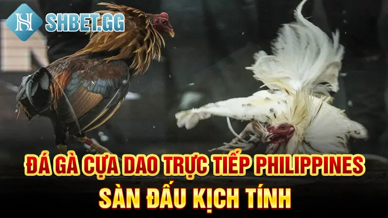 Đá Gà Cựa Dao Trực Tiếp Philippines - Sàn Đấu Kịch Tính