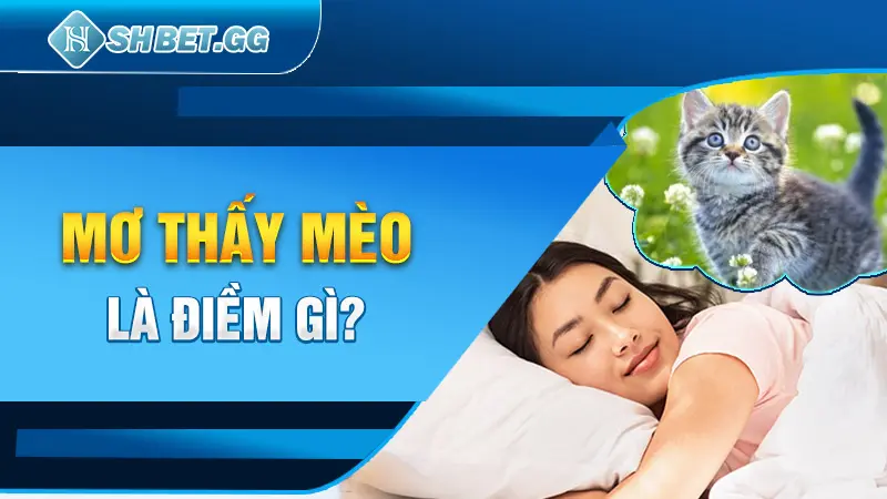 Mơ thấy mèo là điềm gì?