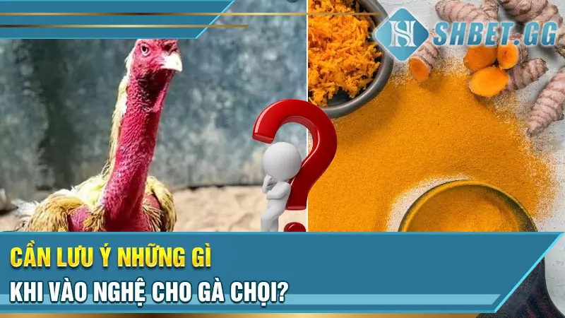 Cần lưu ý những gì khi vào nghệ cho gà chọi?