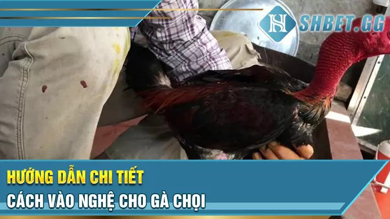 Hướng dẫn chi tiết cách vào nghệ cho gà chọi