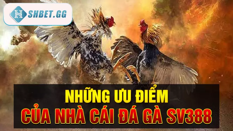 Những ưu điểm của nhà cái đá gà SV388