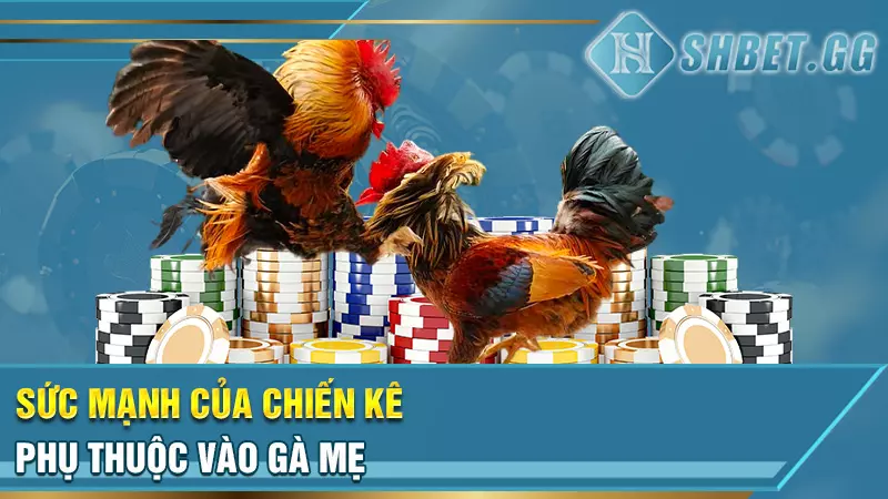 Sức mạnh của chiến kê phụ thuộc vào gà mẹ