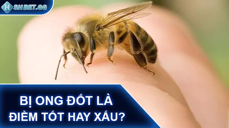 Bị ong đốt là điềm tốt hay xấu?