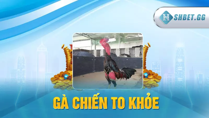 Gà chiến to khỏe