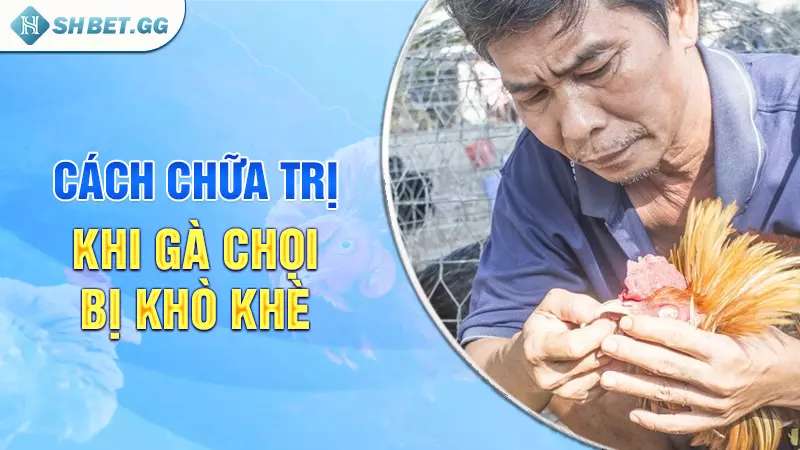 Cách chữa trị khi gà chọi bị khò khè