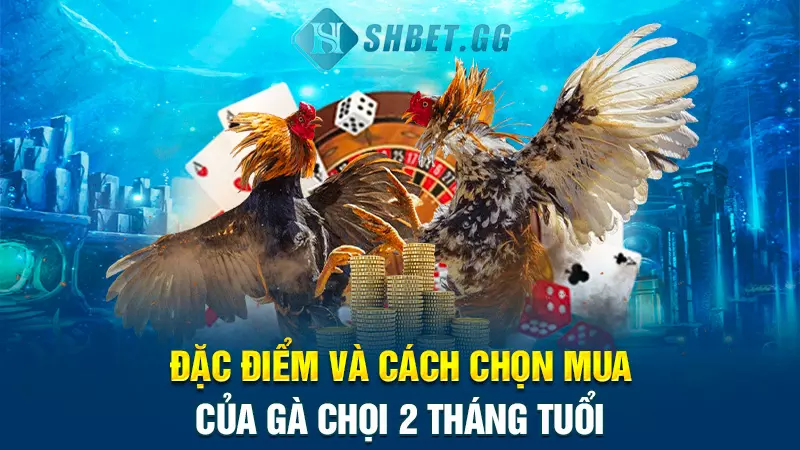 Đặc điểm và cách chọn mua của gà chọi 2 tháng tuổi