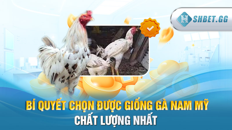 Bí quyết chọn được giống gà Nam Mỹ chất lượng nhất