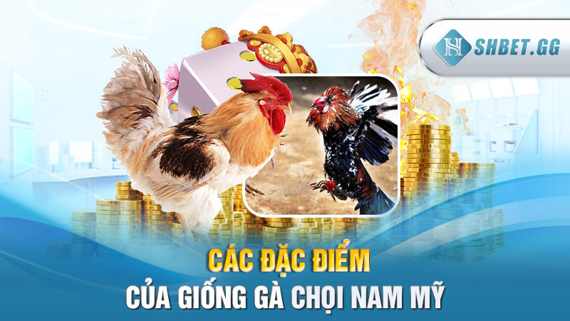 Các đặc điểm của giống gà chọi Nam Mỹ