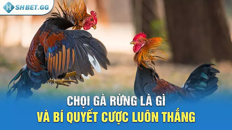 Chọi gà rừng là gì và bí quyết cược luôn thắng