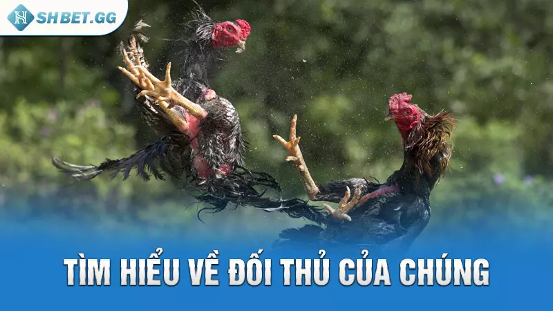 Tìm hiểu về đối thủ của chúng